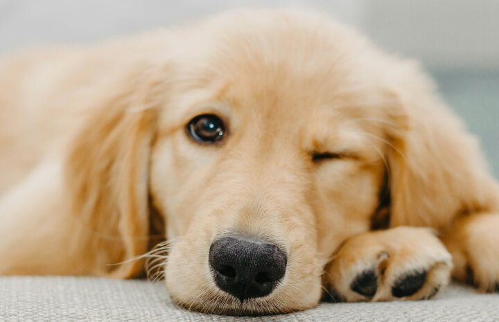 Family pets – where do they go in a divorce?
